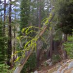 Vivid moss, on the trail to Maggie's Peak
