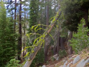 Vivid moss, on the trail to Maggie's Peak