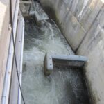 The fish ladder at Ballard Locks