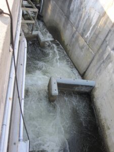 The fish ladder at Ballard Locks