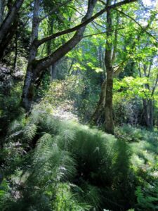 The woods in Fort Ward State Park