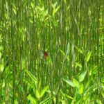 A dragonfly in the Imperial Palace Gardens